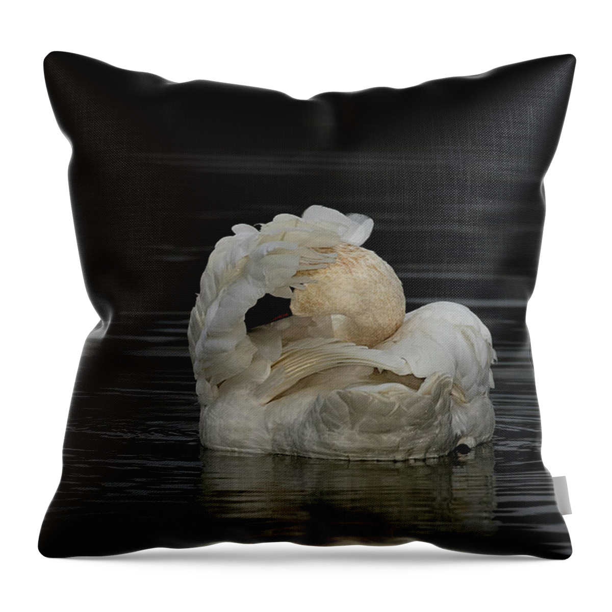 Trumpeter Swan Throw Pillow featuring the photograph No Pictures Please by Eilish Palmer