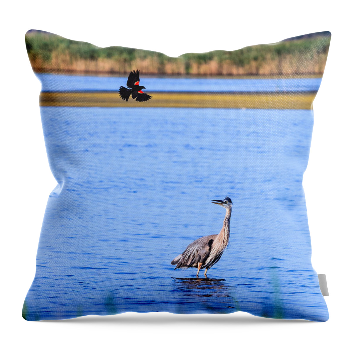 Great Throw Pillow featuring the photograph Noisy Neighbor by Allan Levin