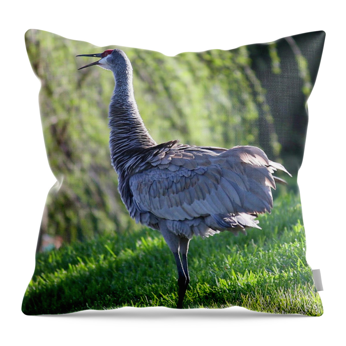 Sandhill Crane Throw Pillow featuring the photograph Noisy Sandhill Crane by Carol Groenen