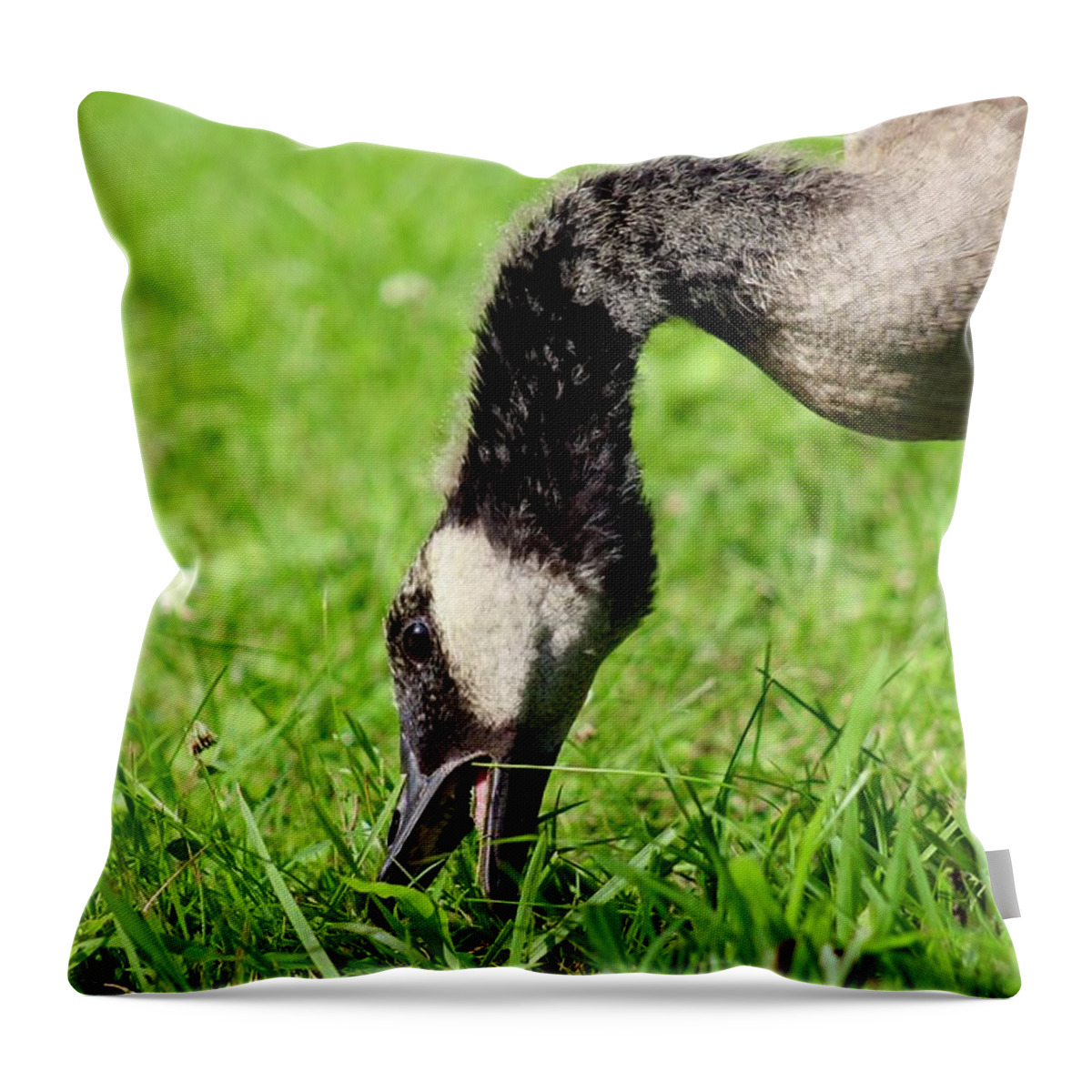 Canadian Geese Throw Pillow featuring the photograph Nom Nom Gosling at Hollins Mill by M E