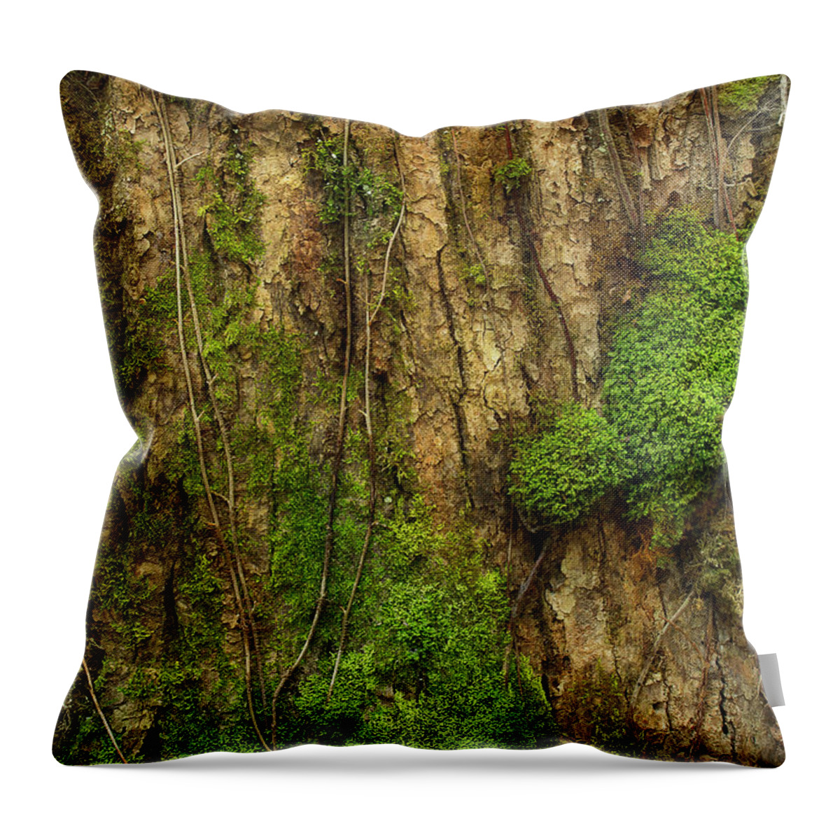 Tree Throw Pillow featuring the photograph North Side Of The Tree by Mike Eingle