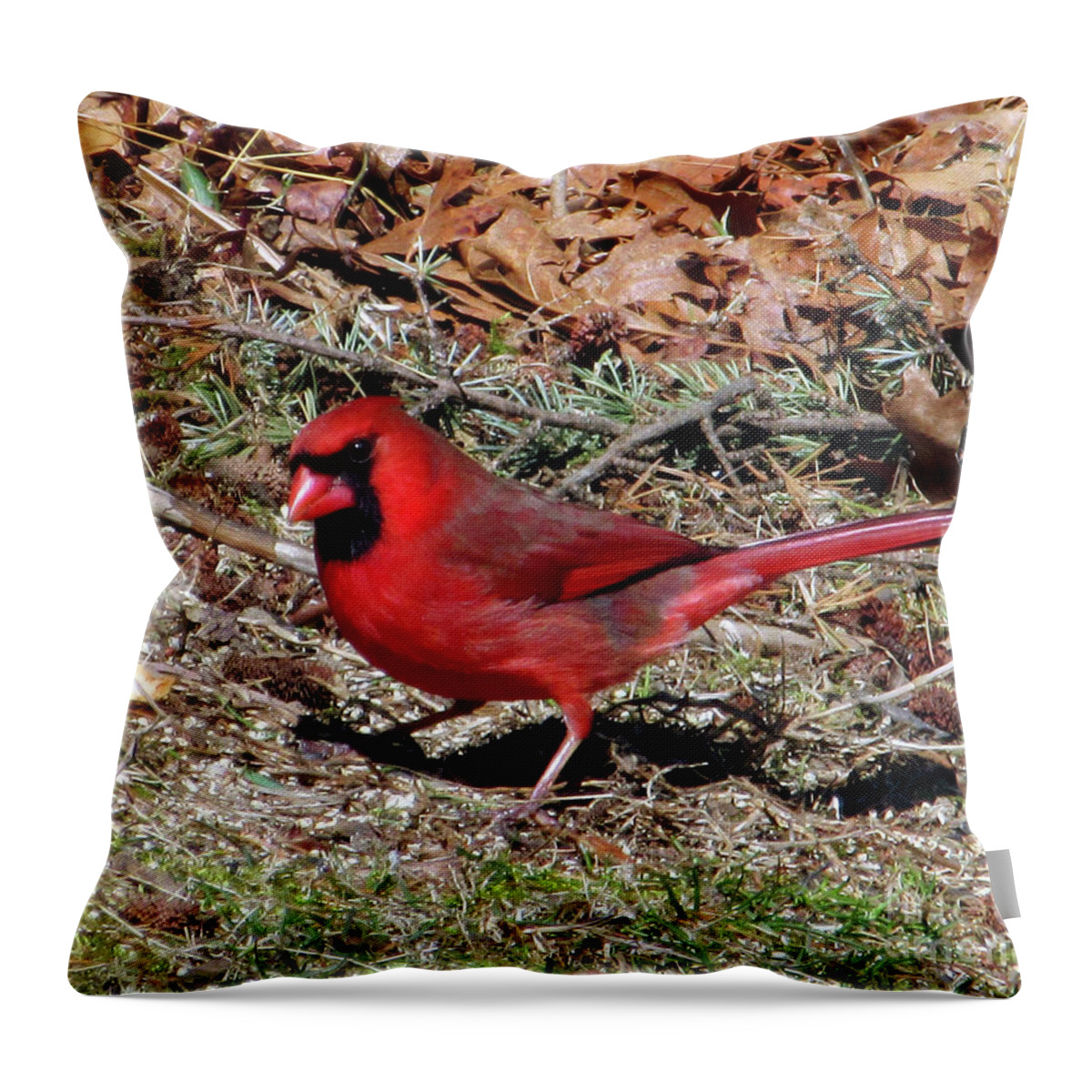 Cardinal Throw Pillow featuring the photograph Northern Cardinal by CAC Graphics