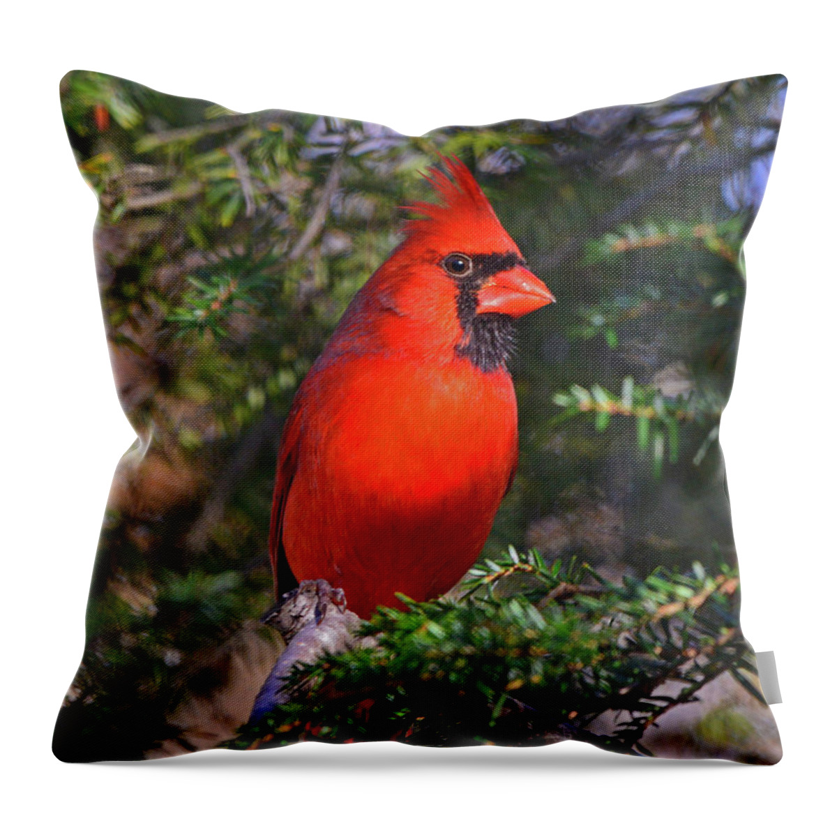 Northern Cardinal Throw Pillow featuring the photograph Northern Cardinal by Ken Stampfer