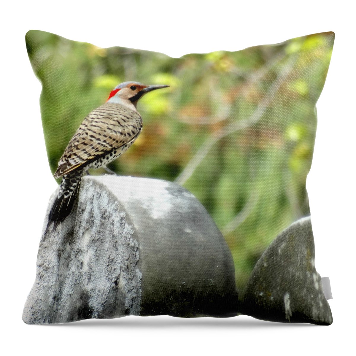 Northern Flicker Throw Pillow featuring the photograph Northern Flicker by Dark Whimsy