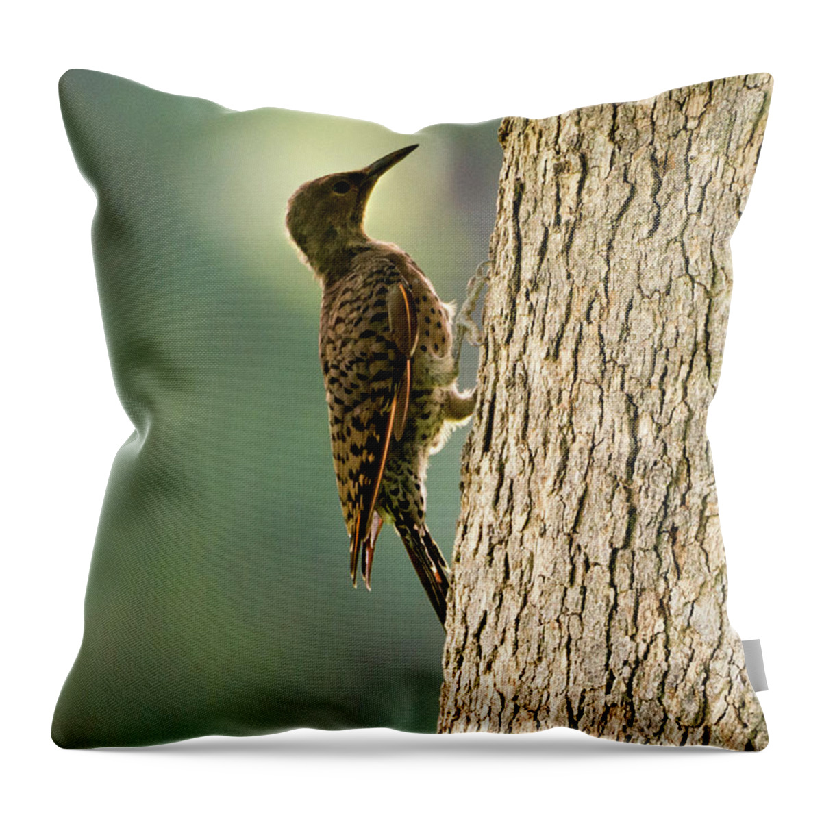 Northern Flicker Throw Pillow featuring the photograph Northern Flicker Halo by Michael Dawson