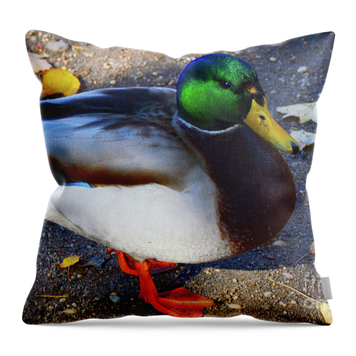 American Throw Pillow featuring the photograph Northern Male Mallard Duck by Robyn King