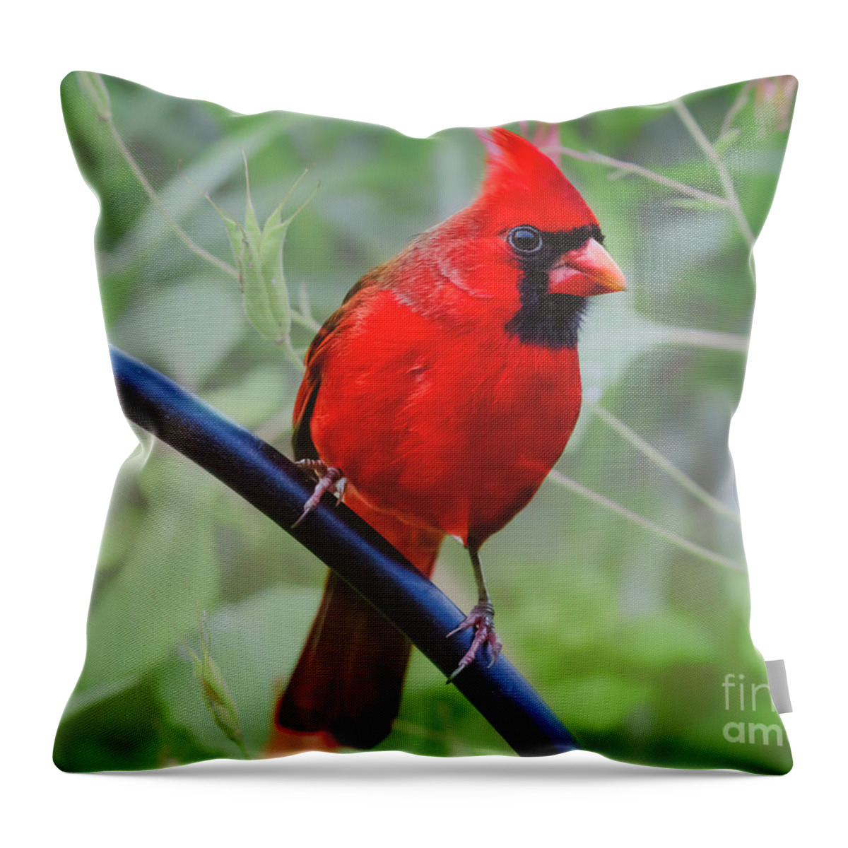 Northern Cardinal Throw Pillow featuring the photograph Northern Male Red Cardinal Bird by Peggy Franz
