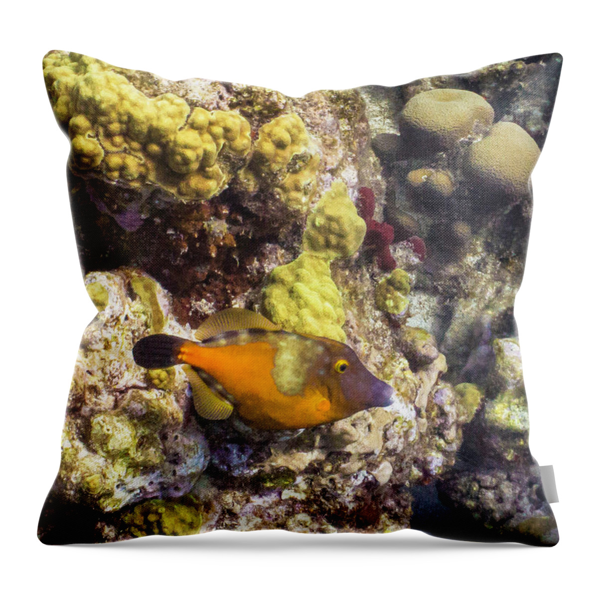 Ocean Throw Pillow featuring the photograph Not A Clown by Lynne Browne