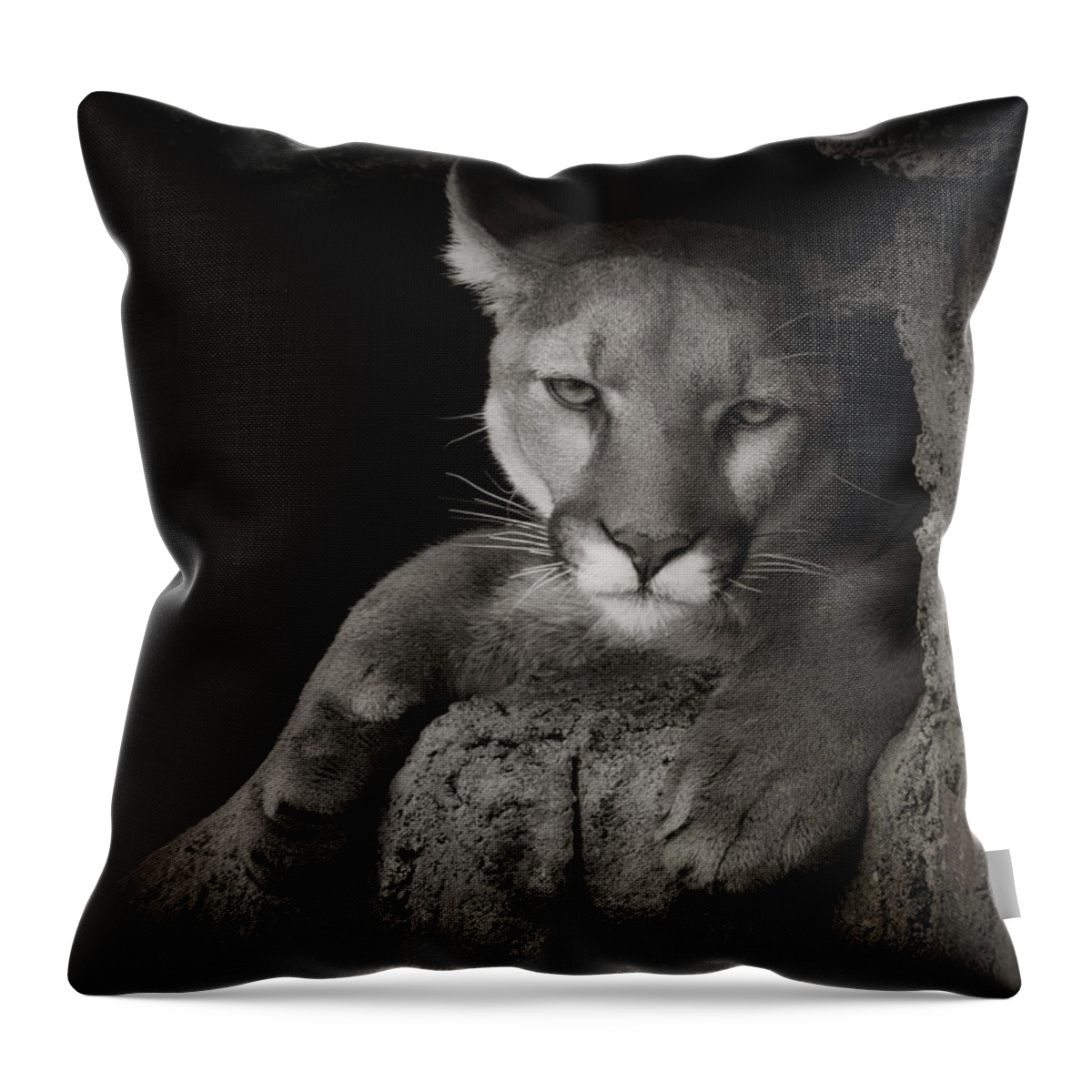Mountain Lions Throw Pillow featuring the photograph Not A Happy Cat by Elaine Malott