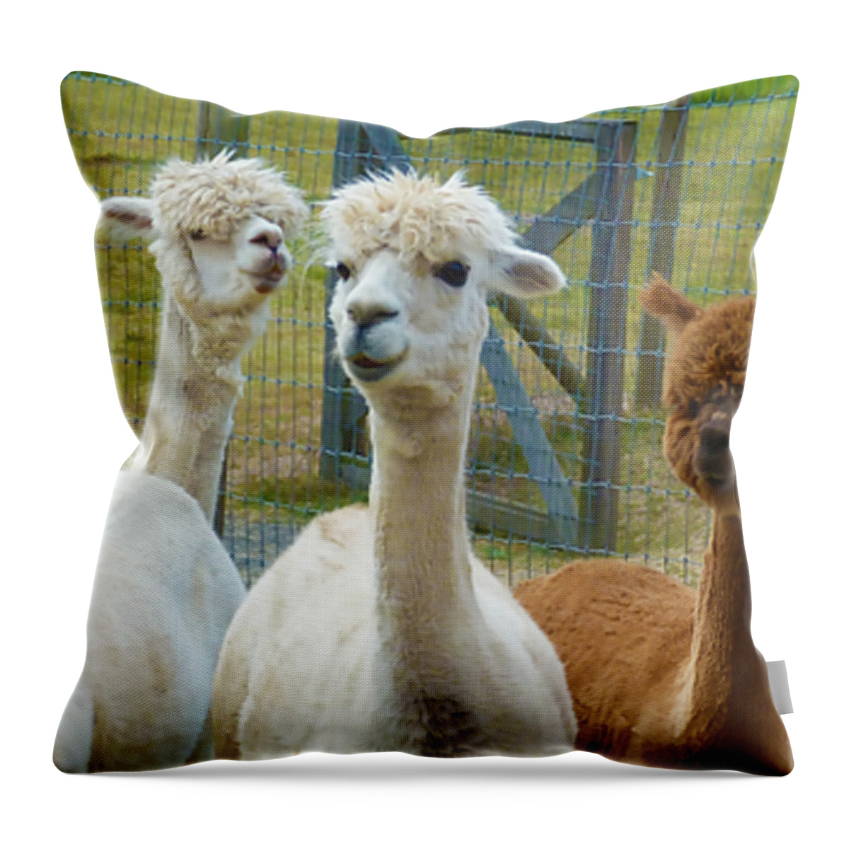Alpaca Throw Pillow featuring the photograph Not from Around Here by Terry Fiala