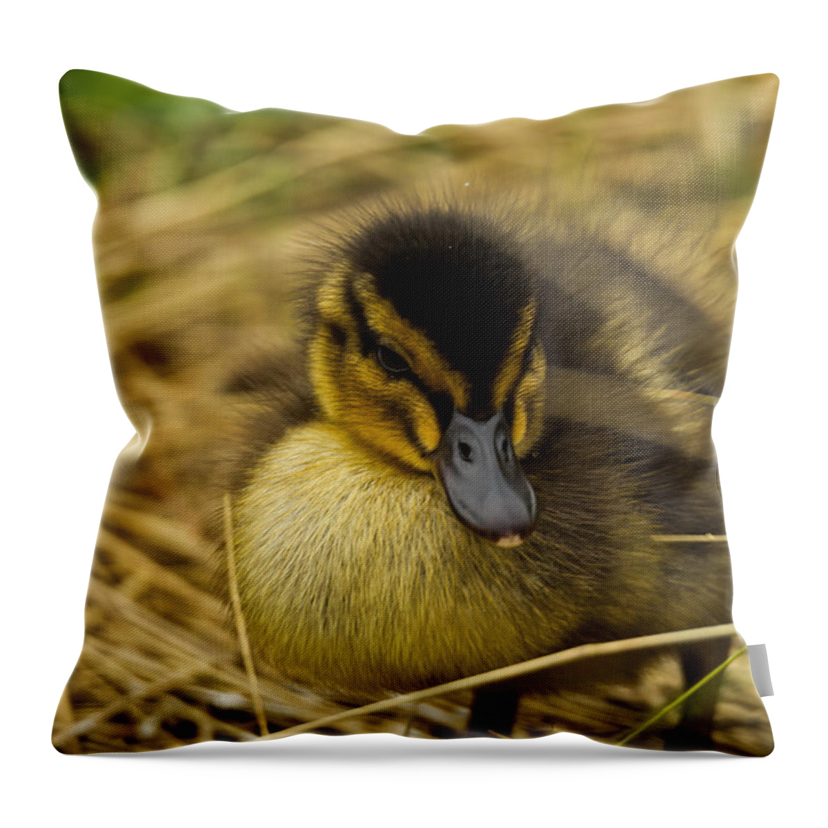 Colour Throw Pillow featuring the photograph Not so Ugly Duckling by Chris Whittle