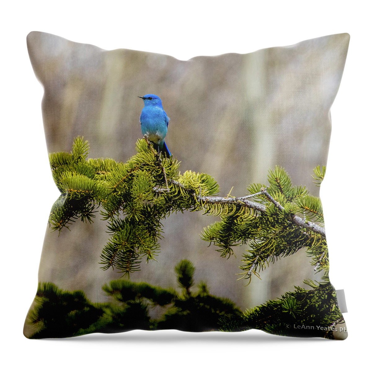 Bluebird Throw Pillow featuring the photograph Notice The Pretty Bluebird by Yeates Photography