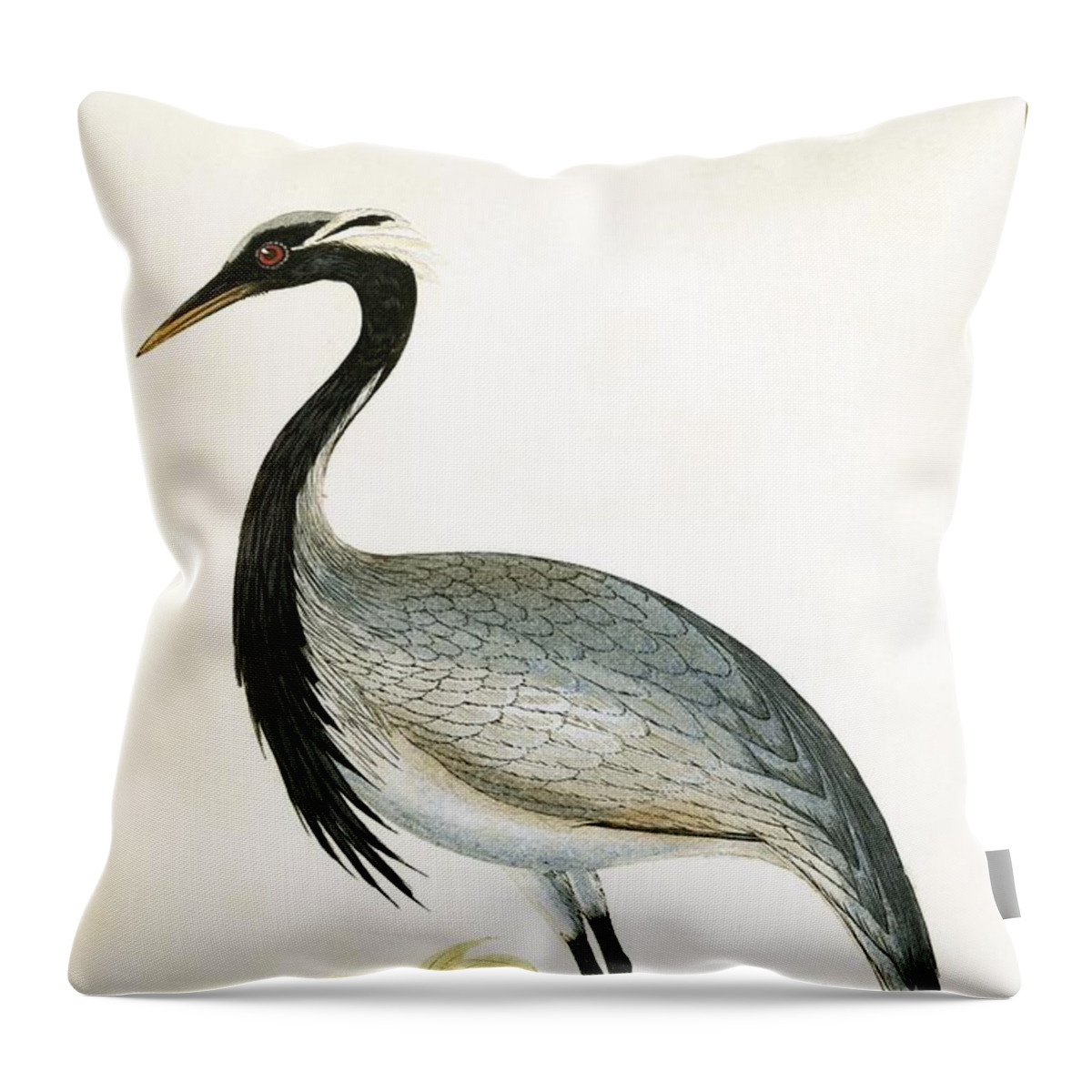 Bird Throw Pillow featuring the painting Numidian Crane by English School