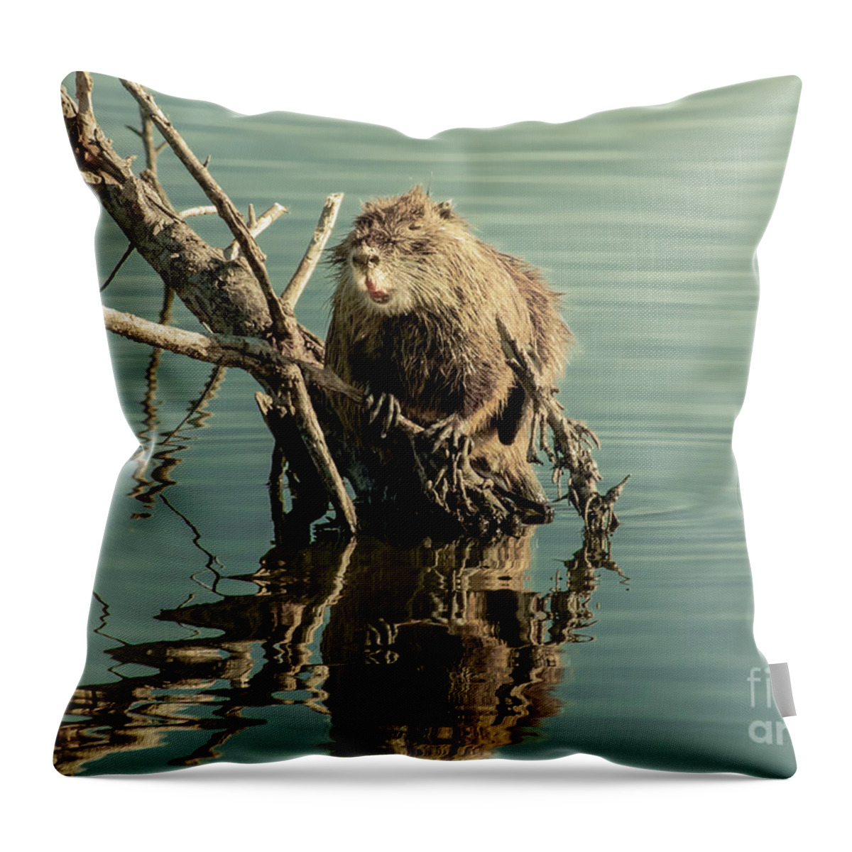 Animal Throw Pillow featuring the photograph Nutria On Stick-Up by Robert Frederick