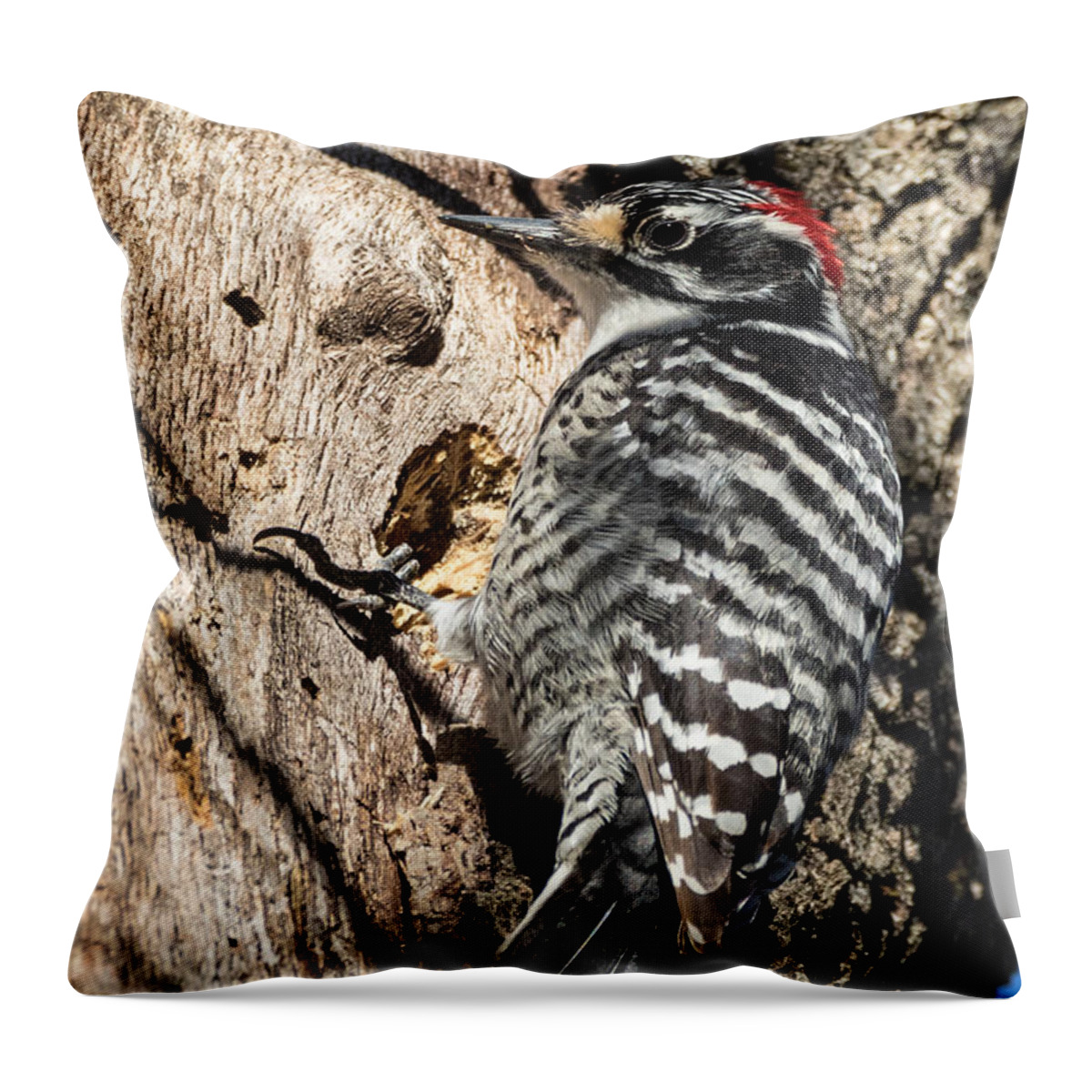 Woodpecker Throw Pillow featuring the photograph Nuttall's Woodpecker by Kathleen Bishop