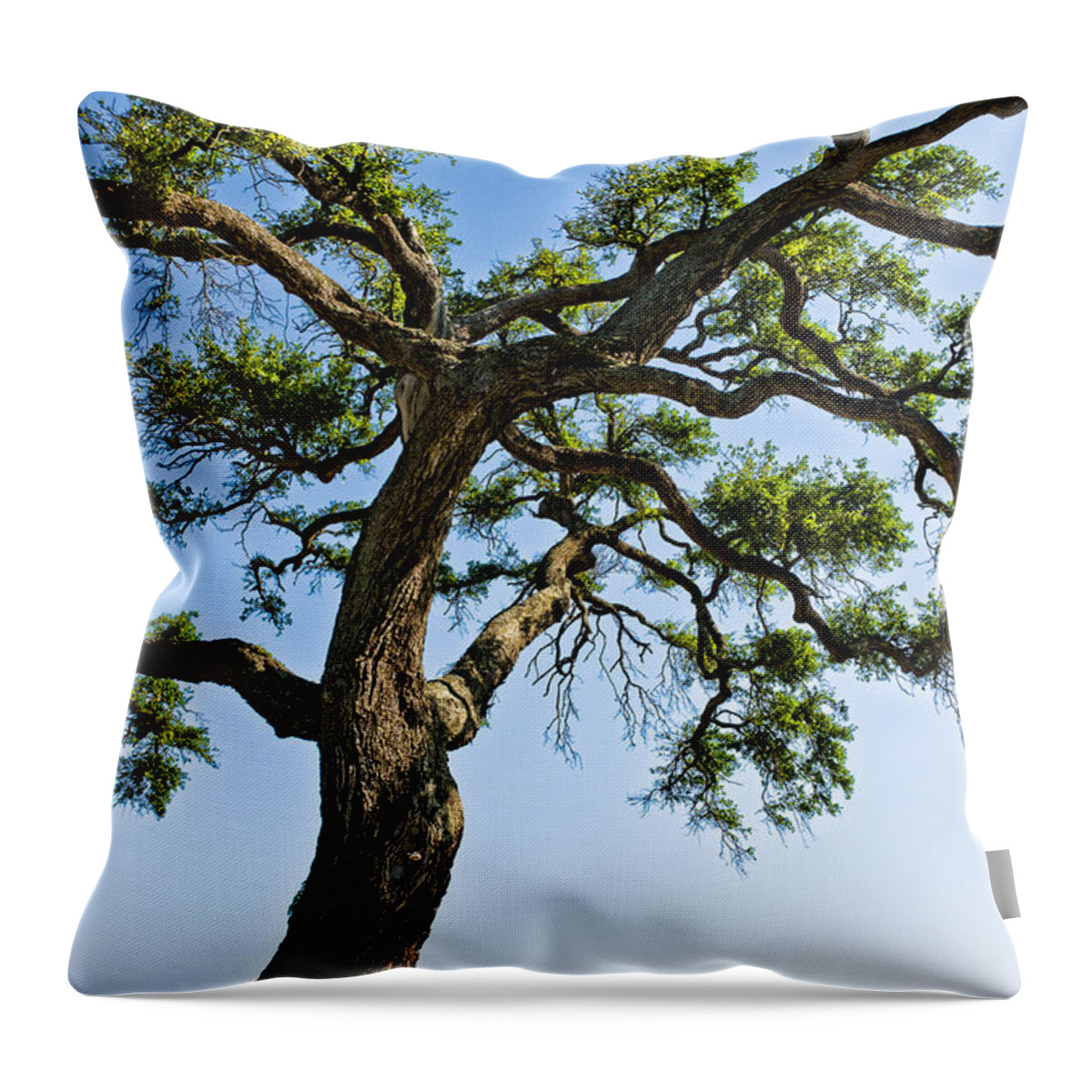 Tree Throw Pillow featuring the photograph Oak At The Beach by Christopher Holmes