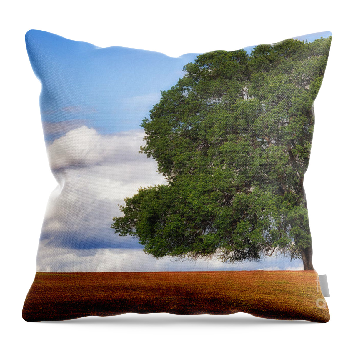 Oak Throw Pillow featuring the photograph OakTree by Anthony Michael Bonafede
