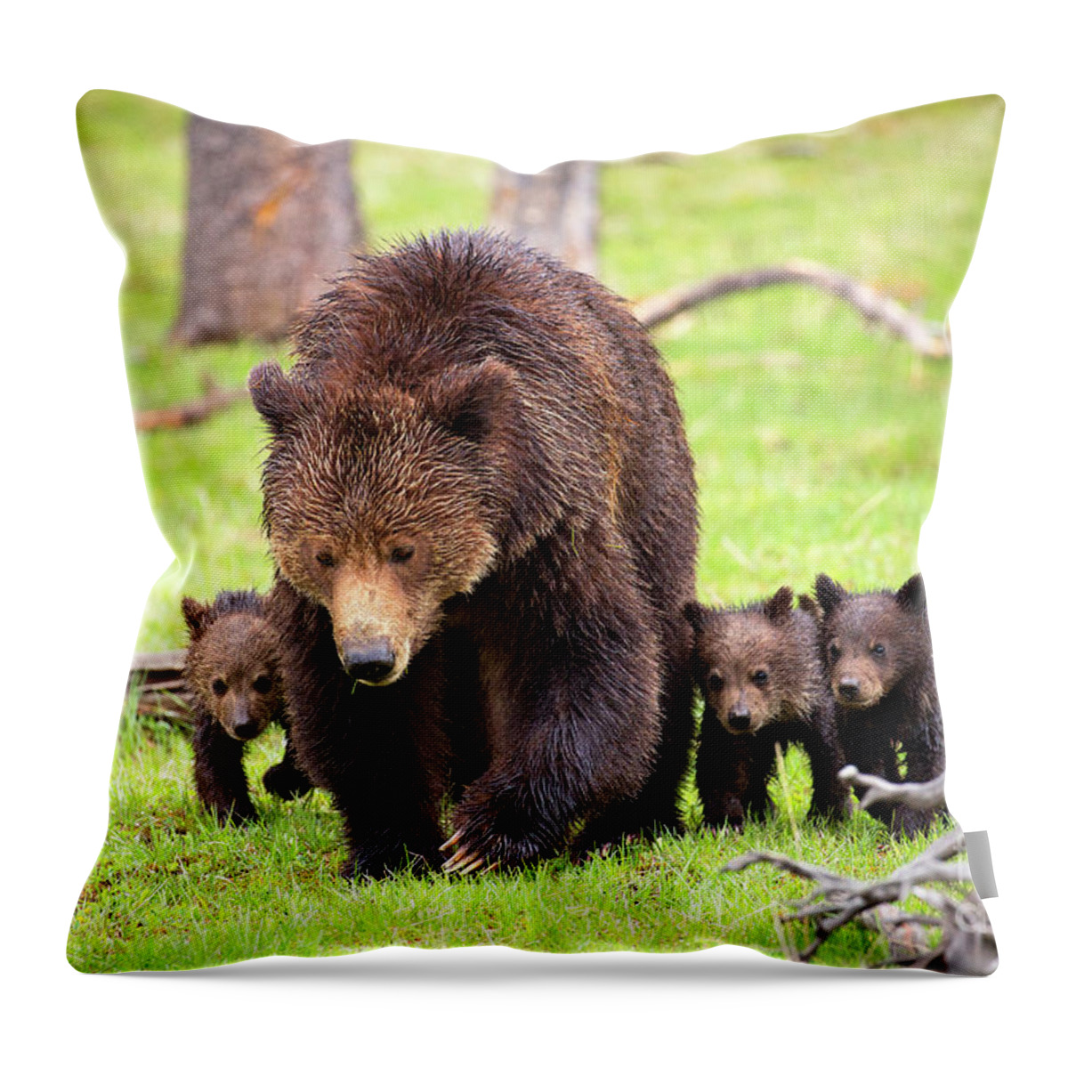 Grizzly Bears Throw Pillow featuring the photograph Obsidian Family by Aaron Whittemore