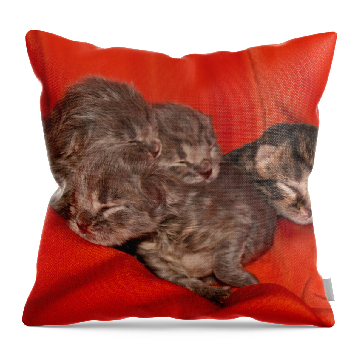 Scottish Fold Throw Pillow featuring the pyrography October 2007 by Robert Morin