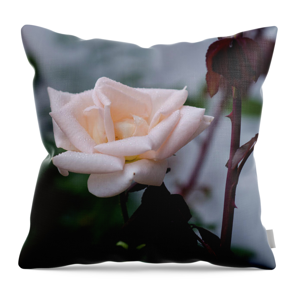 Winterpacht Throw Pillow featuring the photograph October Rose by Miguel Winterpacht