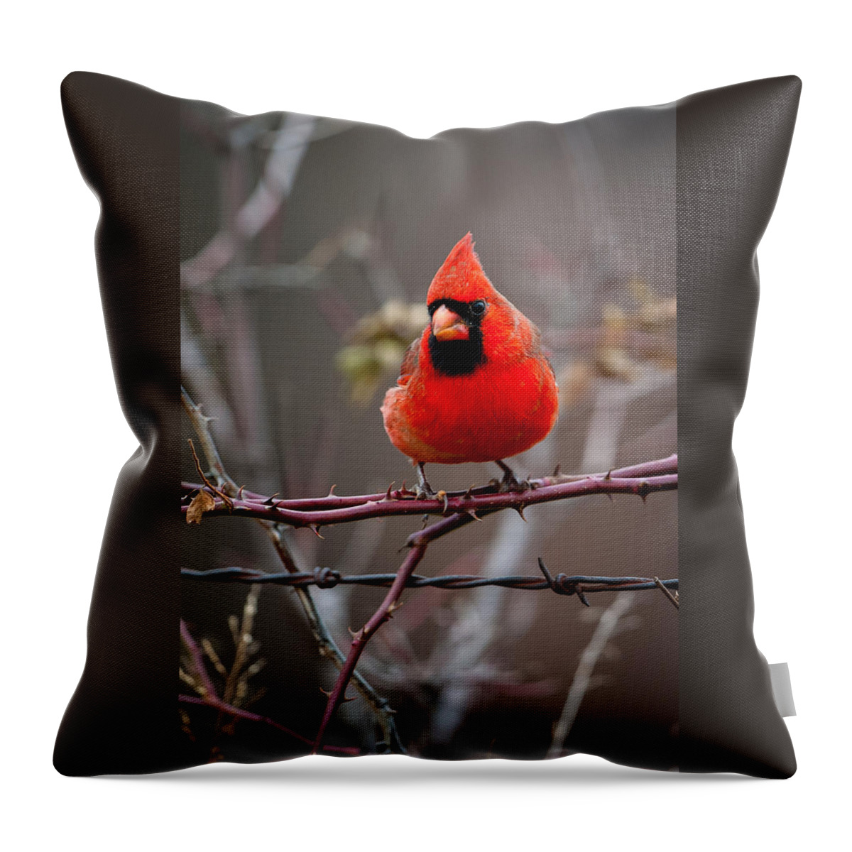 Bird Throw Pillow featuring the photograph Of Barbs and Thorns by Jeff Phillippi