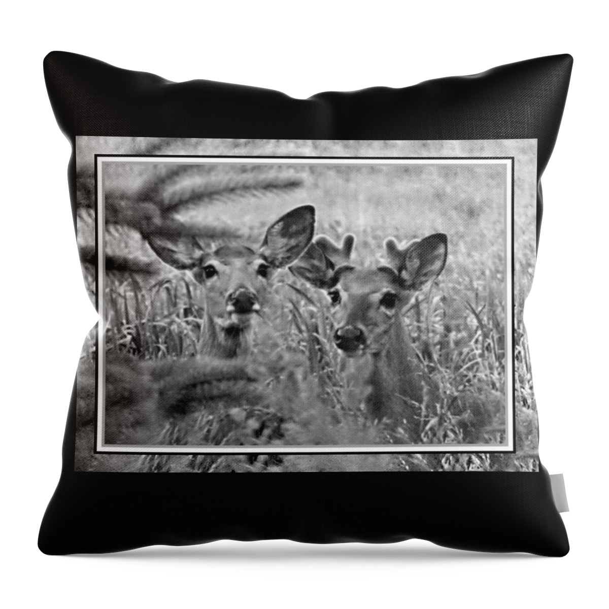 Deer Throw Pillow featuring the photograph Oh Deer by Belinda Cox