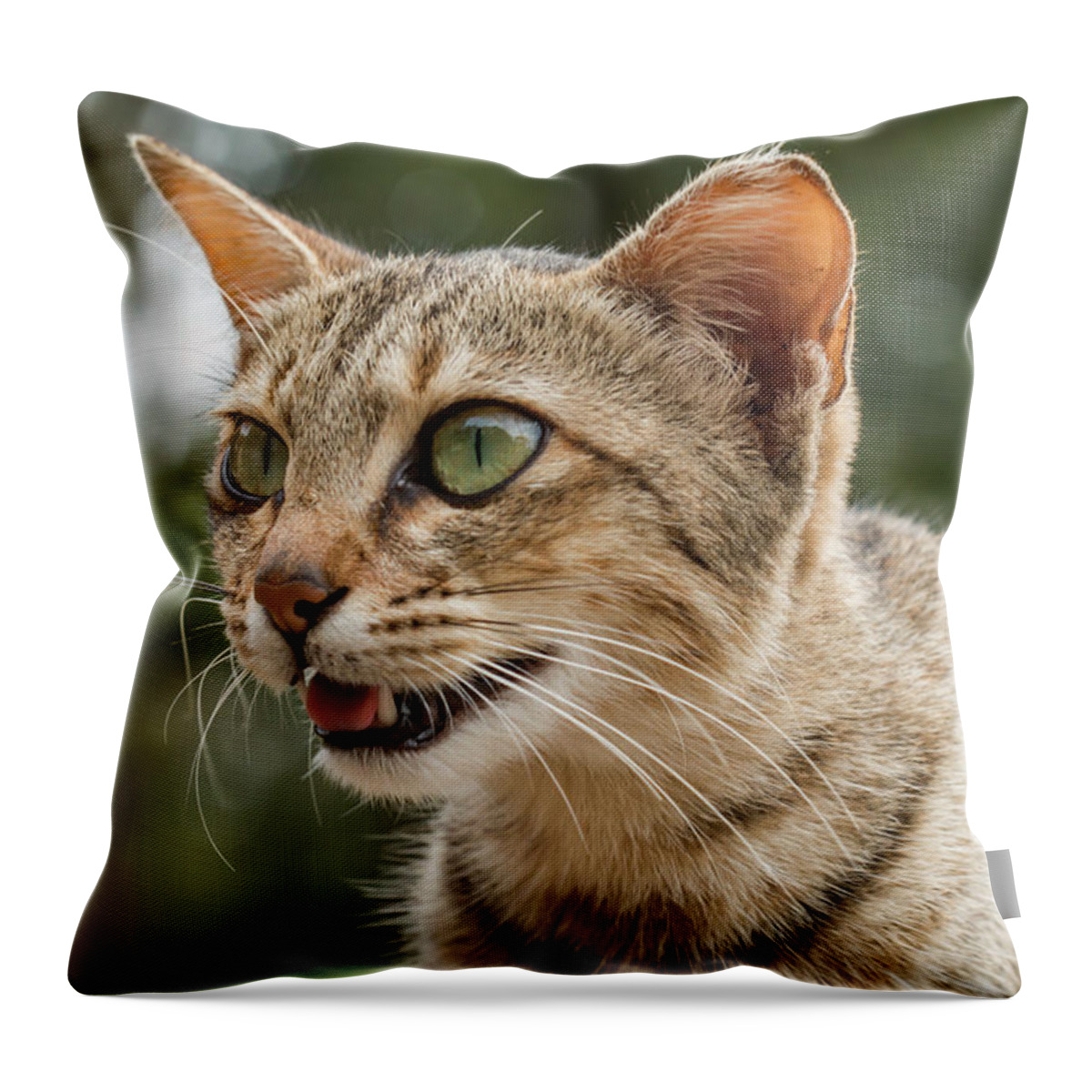 Cat Throw Pillow featuring the photograph Oh God What Am I Seeing by Ramabhadran Thirupattur