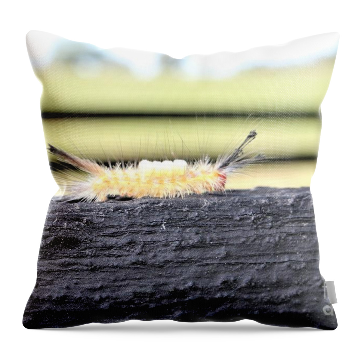 Caterpillar Throw Pillow featuring the photograph Oh, The Places You Will Go by Carol Riddle