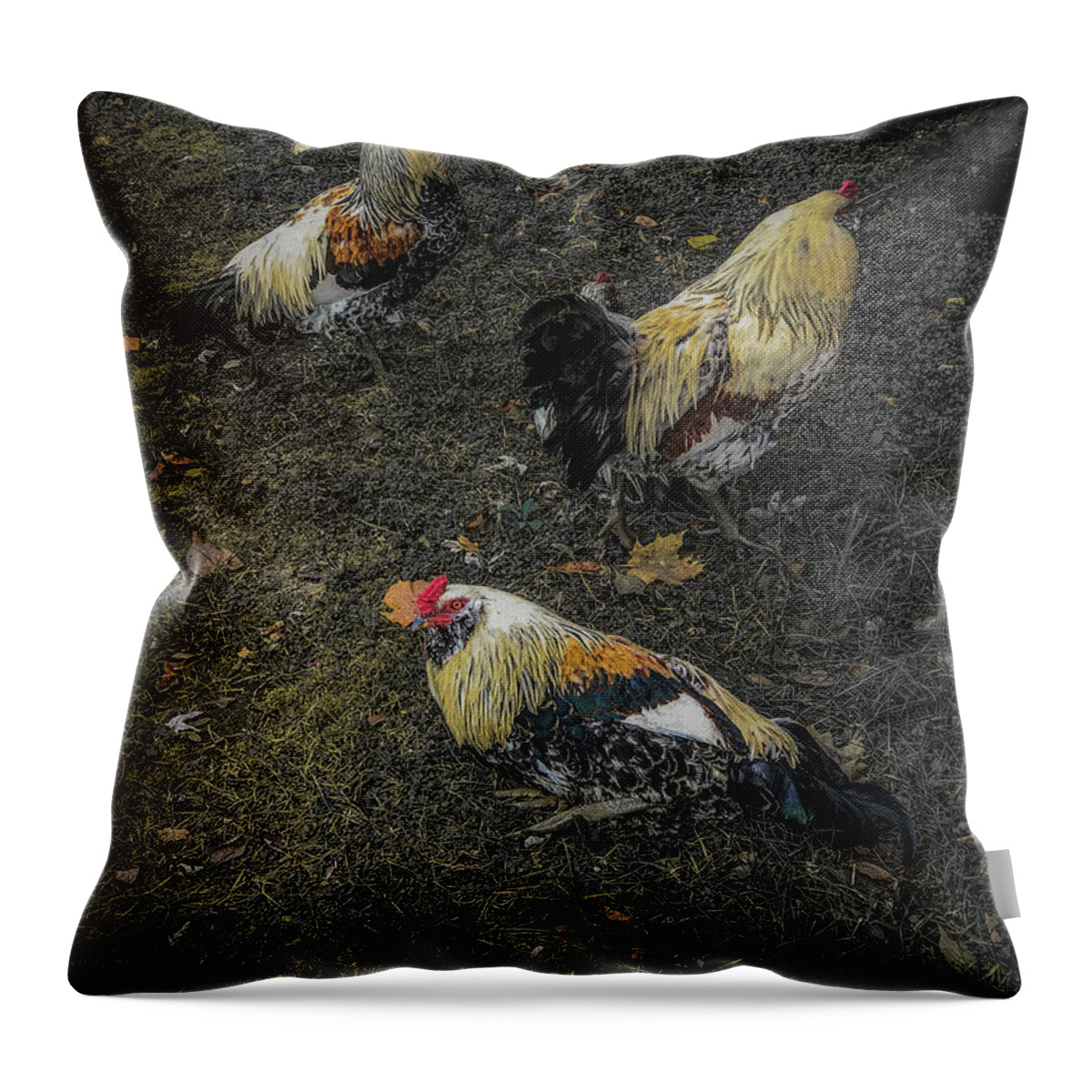 Birds Throw Pillow featuring the photograph Okemos Public Chicken by Joseph Yarbrough