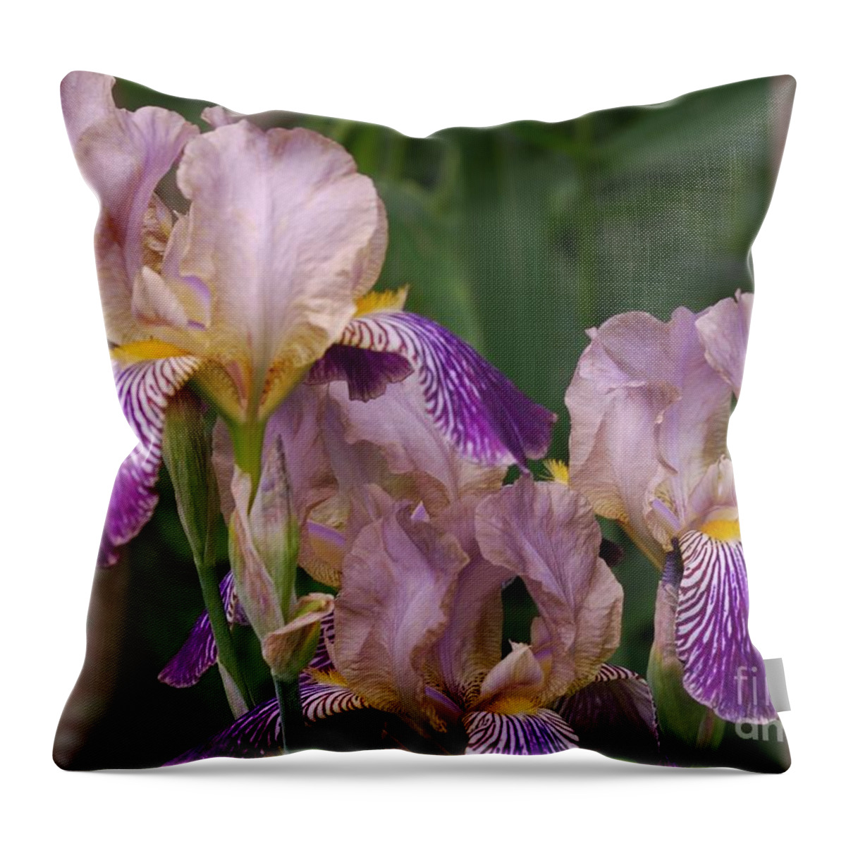 Iris Throw Pillow featuring the photograph Old-fashioned Iris by Randy Bodkins