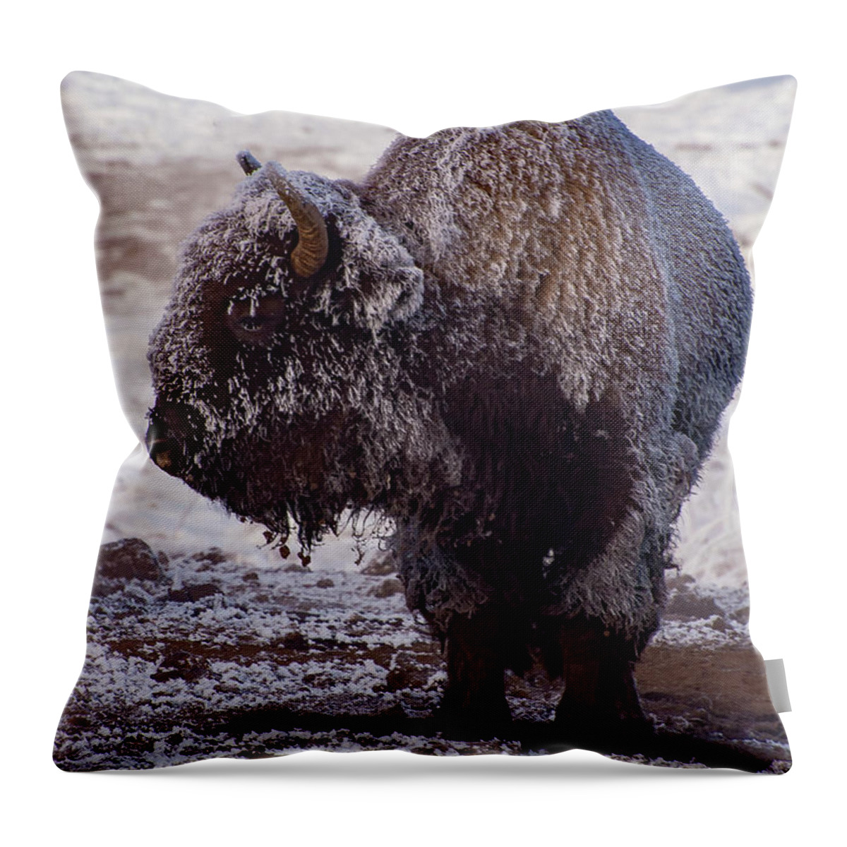 Yellowstone National Park Throw Pillow featuring the photograph Old Frosty by Bob Phillips