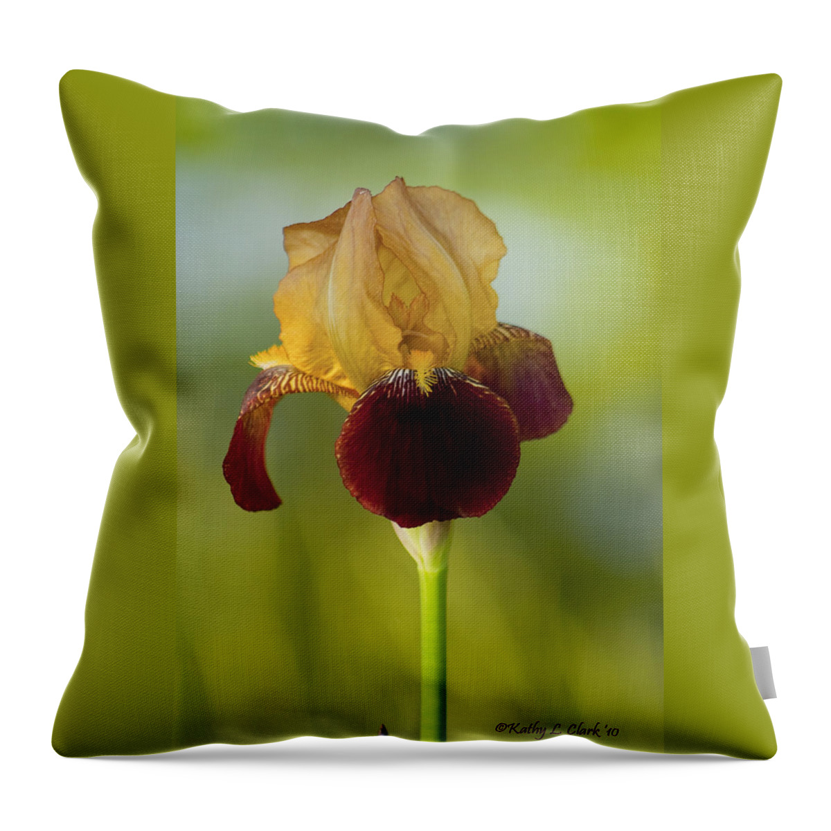 Burgundy Throw Pillow featuring the photograph Old Timey Burgundy and Gold Iris by Kathy Clark