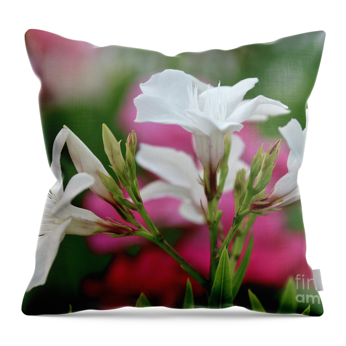 Oleander Throw Pillow featuring the photograph Oleander Casablanca 1 by Wilhelm Hufnagl