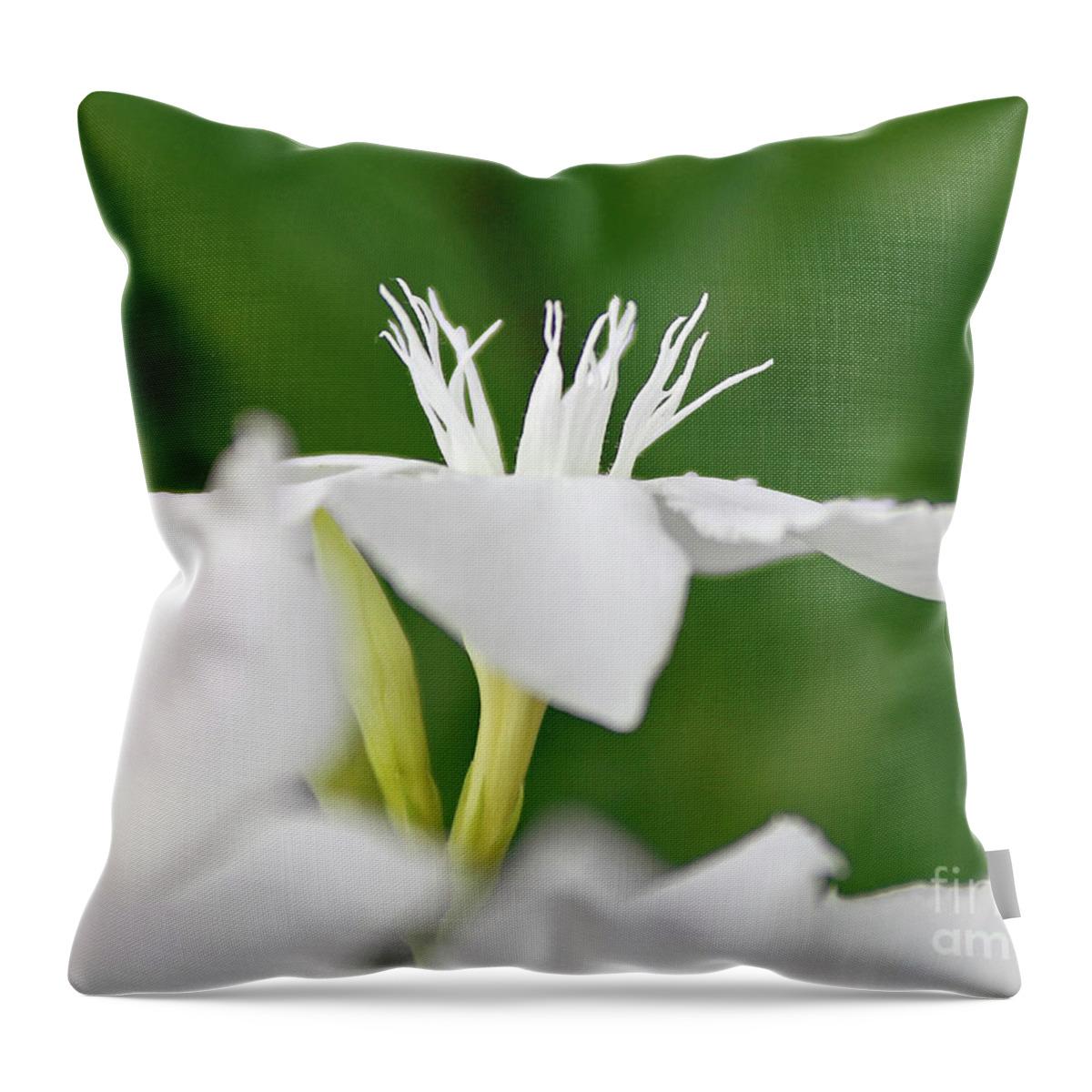 Oleander Throw Pillow featuring the photograph Oleander Ed Barr 1 by Wilhelm Hufnagl