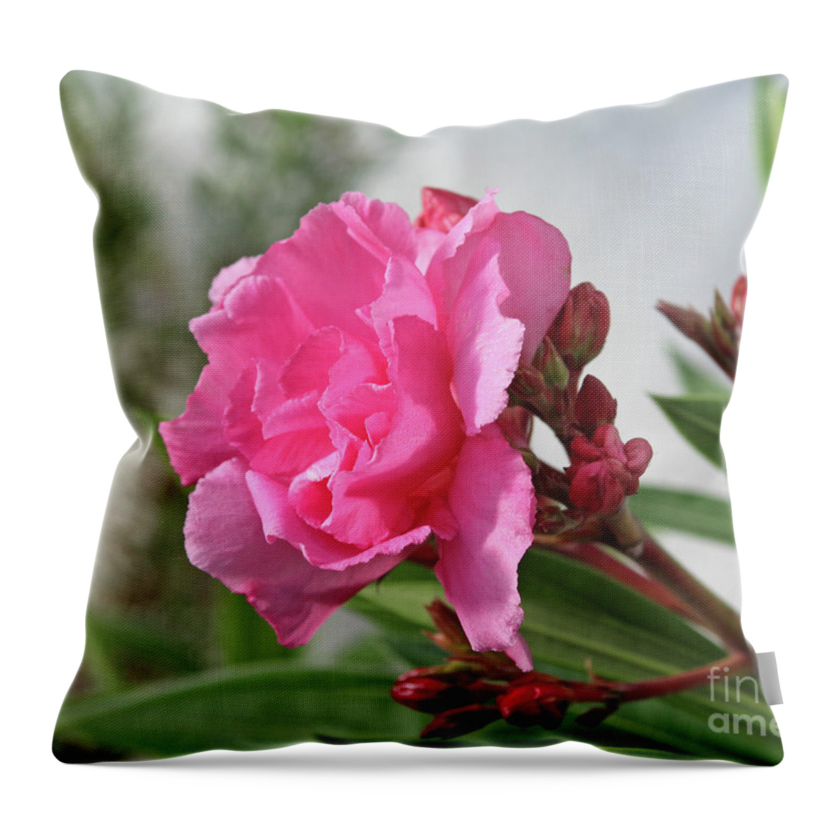Oleander Throw Pillow featuring the photograph Oleander Splendens Giganteum 4 by Wilhelm Hufnagl