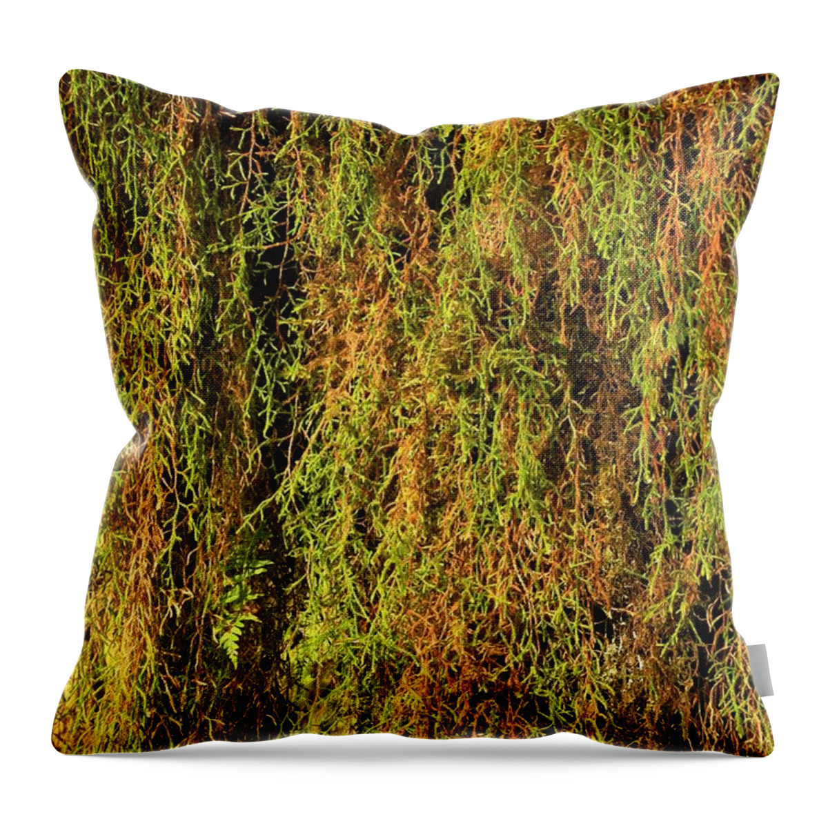 Hoh Rainforest Throw Pillow featuring the photograph Olympic Peninsula Hanging Moss by Adam Jewell