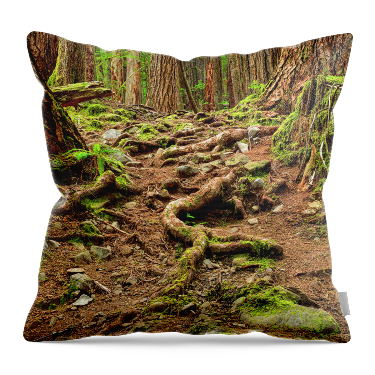 Olympic National Park Throw Pillow featuring the photograph Olympic Roots by Spencer McDonald