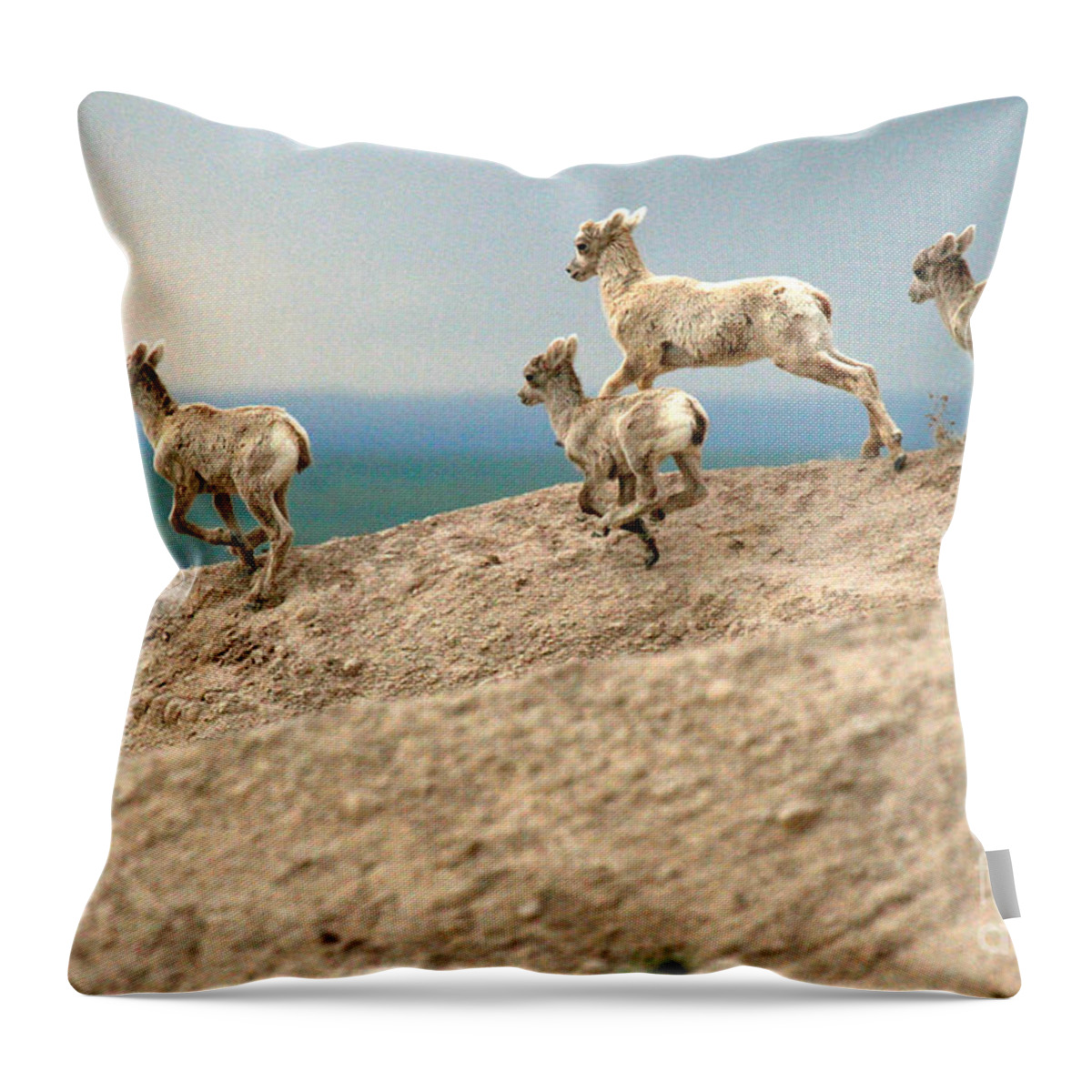 Bighorn Sheep Throw Pillow featuring the photograph On A Tear by Adam Jewell