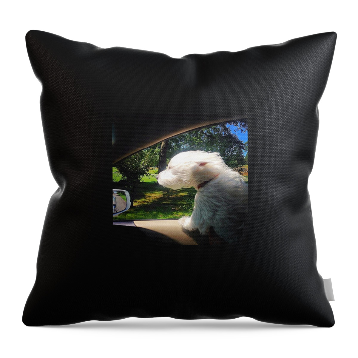 Happy Throw Pillow featuring the photograph Trip To The Groomer by Kate Arsenault 