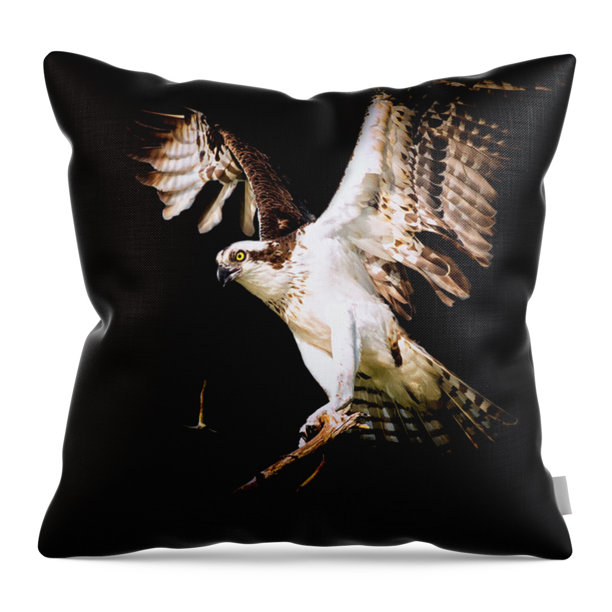Crystal Yingling Throw Pillow featuring the photograph On Point by Ghostwinds Photography