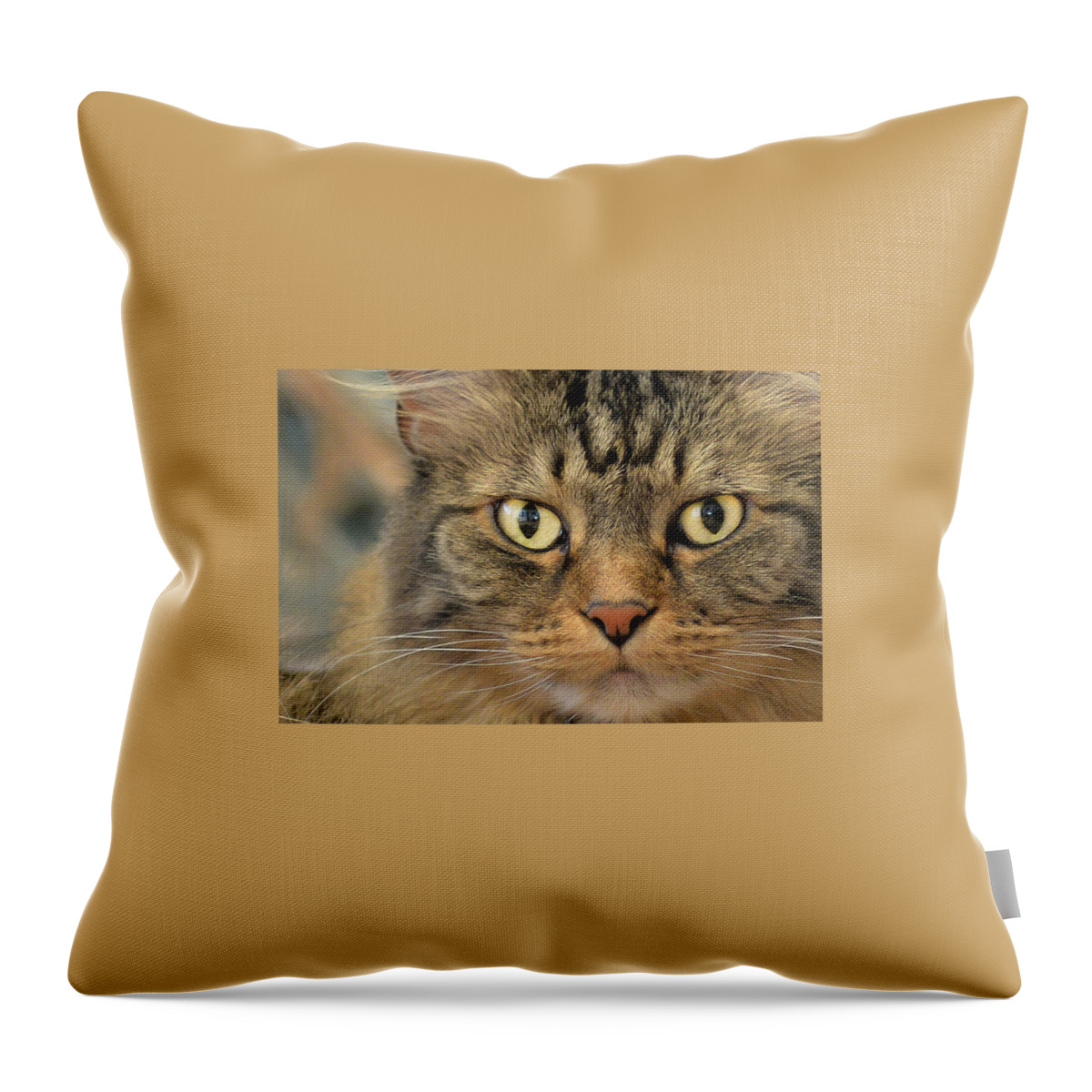Kitty Throw Pillow featuring the photograph On The Prowl by Jennifer Grossnickle