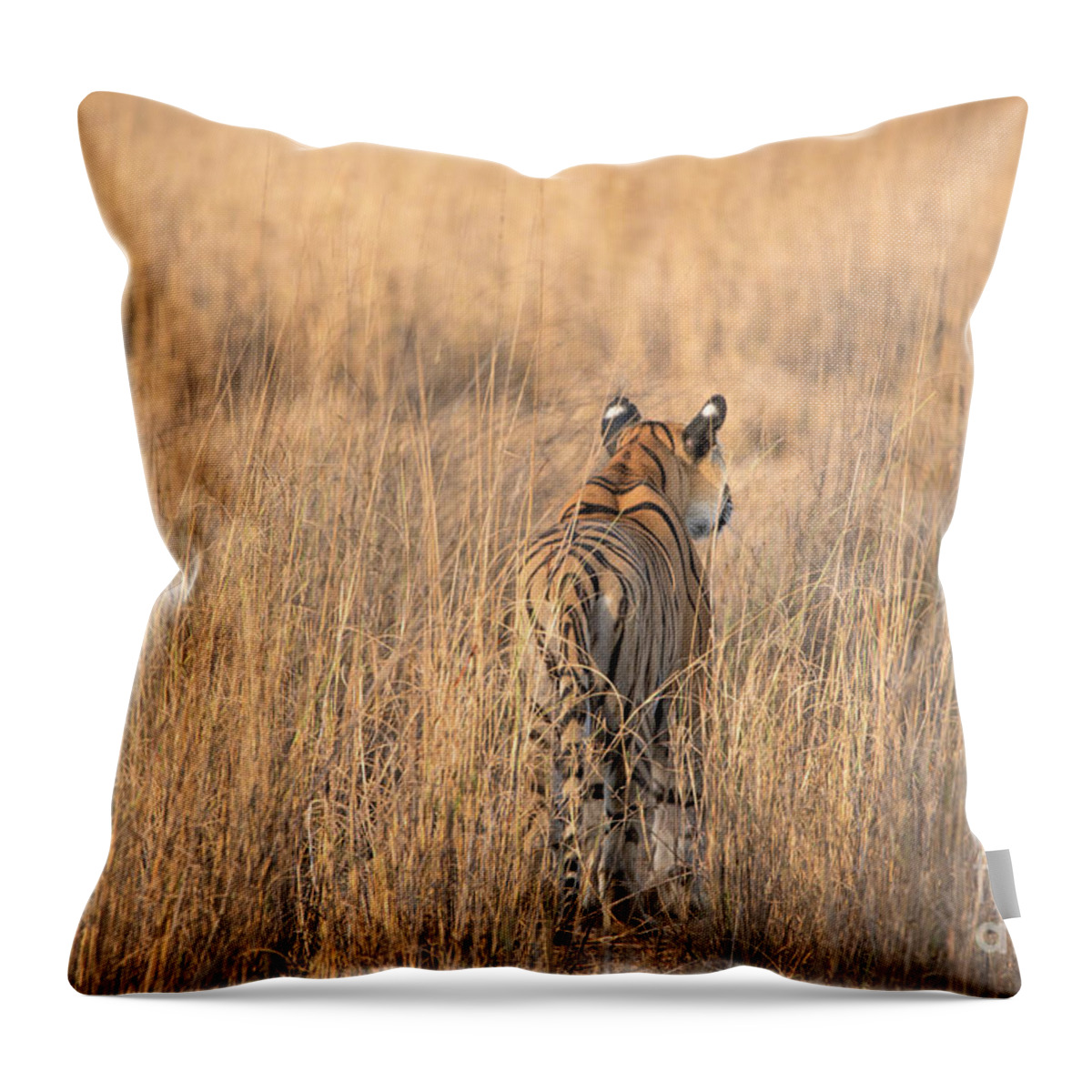 Tiger Throw Pillow featuring the photograph On the Prowl by Pravine Chester
