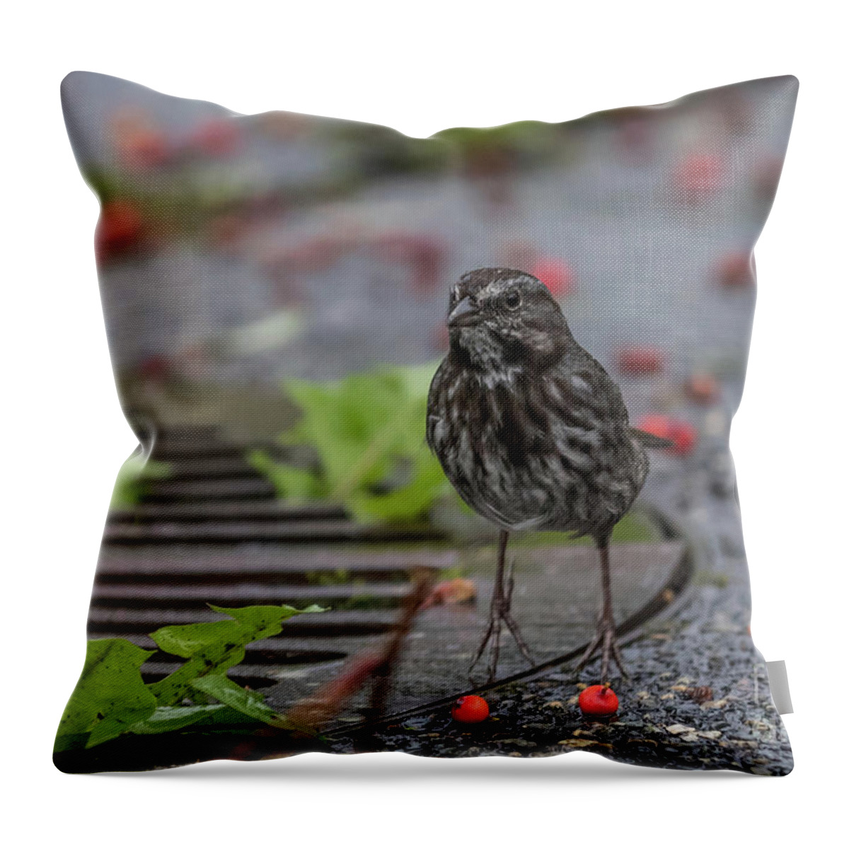 Fox Sparrow Throw Pillow featuring the photograph On Tiptoes by Eva Lechner