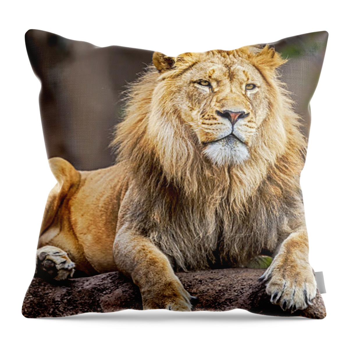 Lion Throw Pillow featuring the photograph Once upon a time by David Millenheft
