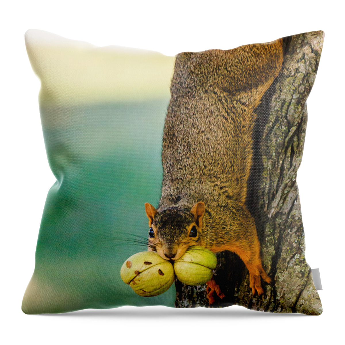 Humorous Throw Pillow featuring the photograph One Nut is Never Enough by Joni Eskridge