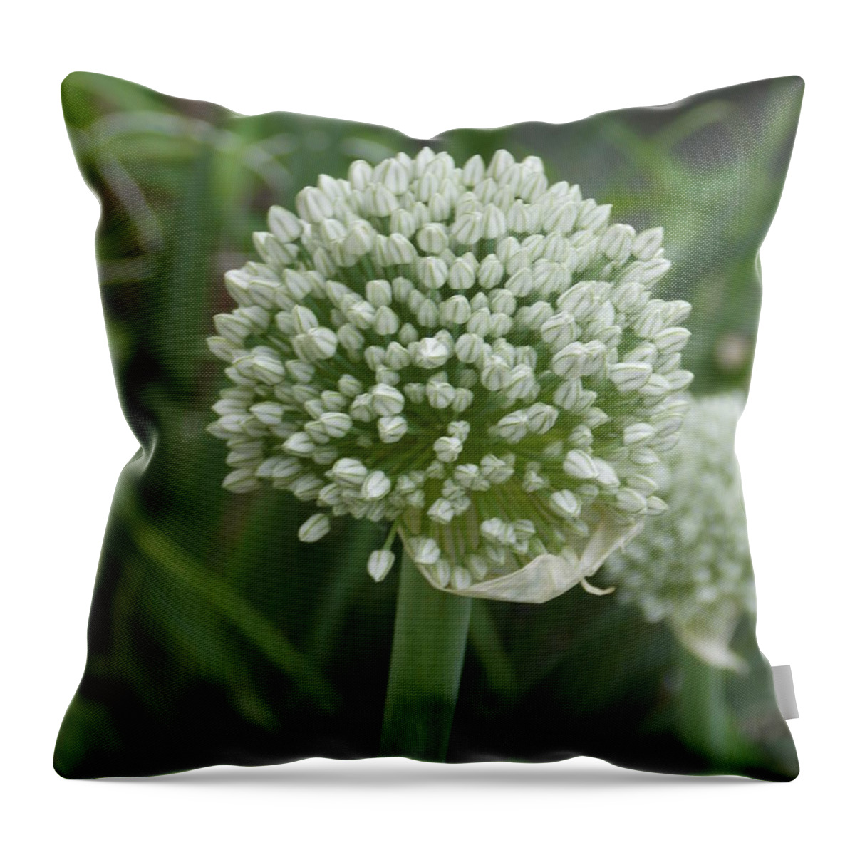Onion Throw Pillow featuring the photograph Onion bloom by Virginia White