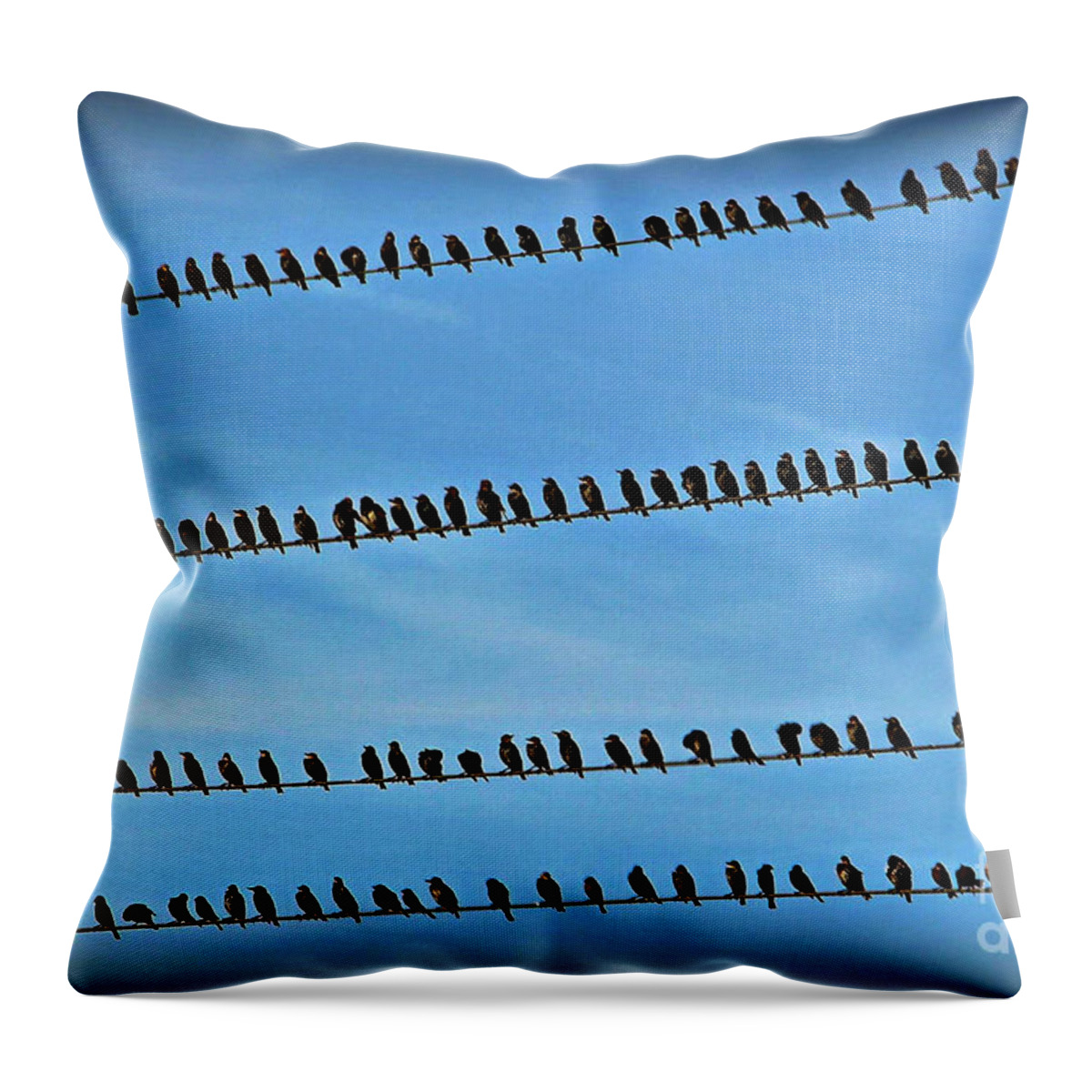 Online Birding Throw Pillow featuring the photograph Online Birding by Kathy M Krause