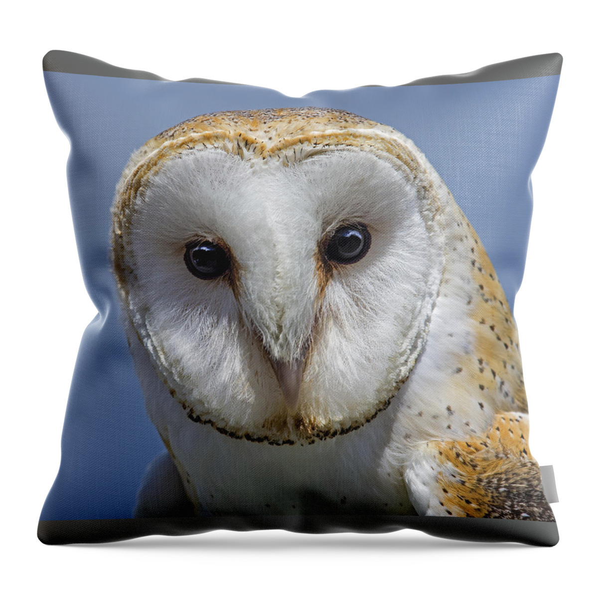Barn Owl Throw Pillow featuring the photograph Open Door by Tony Beck