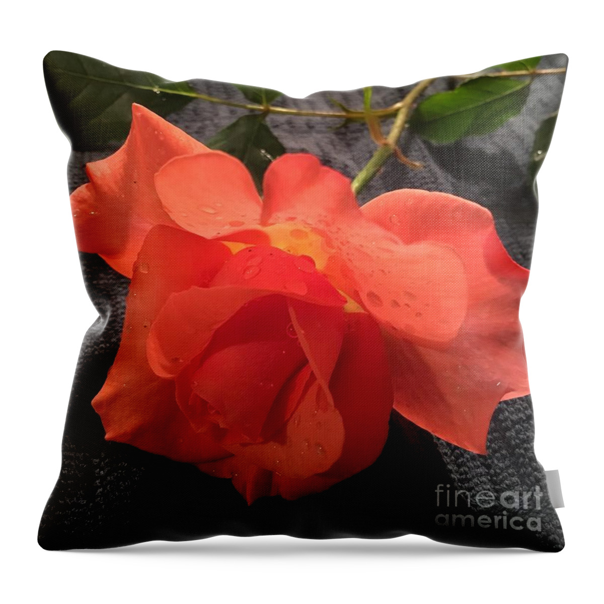 Rose Throw Pillow featuring the photograph Opened Rose by CAC Graphics