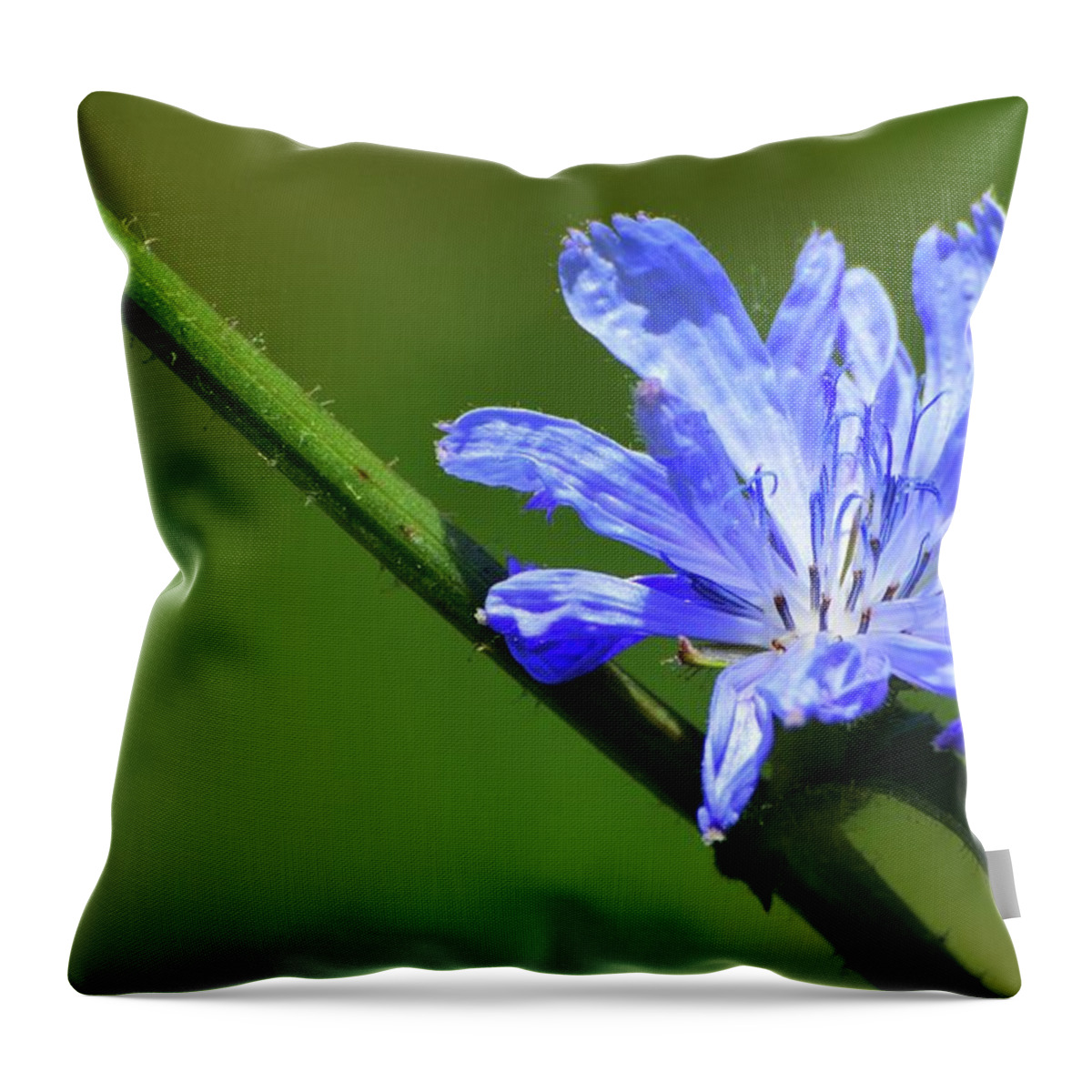 Abstract Throw Pillow featuring the photograph Opening Blue Chicory Two by Lyle Crump